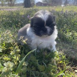 Pekingese Puppies from Ashlyn's Pups