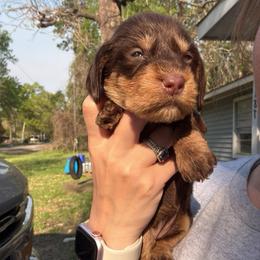 Spencer - Chocolate and tan female Dachshund puppy in Onalaska, Texas from Smokey Pines Dachshunds