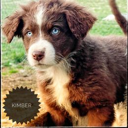 Assorted Doodle Crosses, Aussiedoodle, and Australian Shepherd Puppies from Faith, Feathers & FurBabies