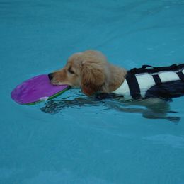 Golden Retriever Puppies from Kisamore Goldens