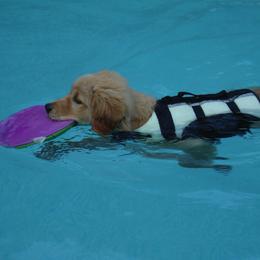 Golden Retriever Puppies from Kisamore Goldens