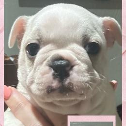 Venus - Seal brindle and white female Boston Terrier puppy in Brazos Point, Texas from TX Southern Belle Bostons