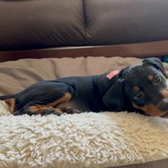 German Pinscher Puppies from Immer Treu German Pinschers