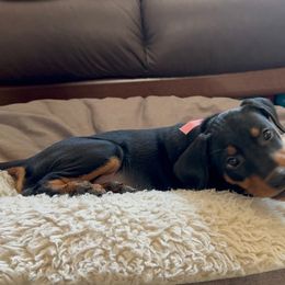 German Pinscher Puppies from Immer Treu German Pinschers