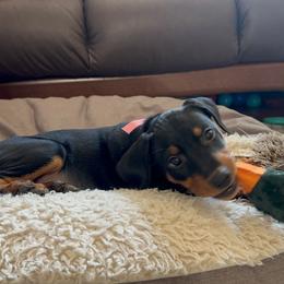 German Pinscher Puppies from Immer Treu German Pinschers