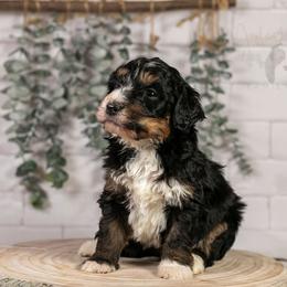 Hockey - Family Raised - Tri-color male Bernedoodle puppy in Eureka, Illinois from Joley Aire Family Dogs