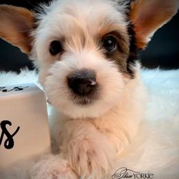 Girl 3 pink lace - Parti female Yorkshire Terrier puppy in Machesney Park, Illinois from Three Yorkie Family
