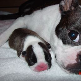 Boston Terrier Puppies from Achates Bostons
