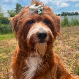 Maple - Goldendoodle