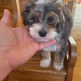 Duchess - Blue merle female Bernedoodle puppy in Beauty, Kentucky from The Doodle Pad