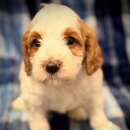 Frosty - Parti male Goldendoodle puppy in Bradenton, Florida from Christianna’s Mini Goldendoodles