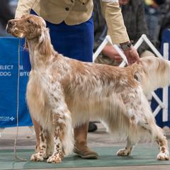 English Setters from Willowcreek English Setters