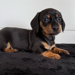 Charlie - Black and tan male Dachshund puppy in Callahan, Florida from Little Foot Kennels