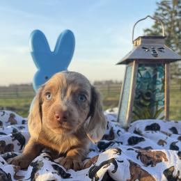 Thistle - Fawn (isabella) and tan male Dachshund puppy in Hudson, Michigan from Mittentail Kennel Miniature Dachshunds & Australian Shepherds