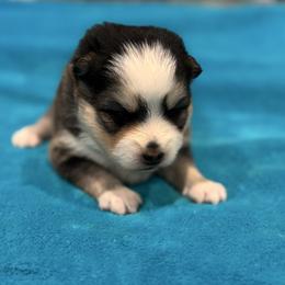 Shamrock - Wolf sable male Pomsky puppy in Gunter, Texas from The Painted Pomsky