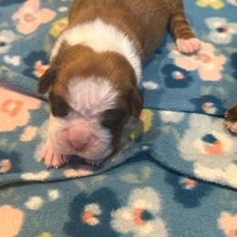 Howie - Fawn male Boxer puppy in Medical Lake, Washington from Box and Bully Estates: Boxers and Old English Bulldogs