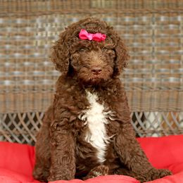 Australian Labradoodle, Bernedoodle, and Goldendoodle Puppies from Golden Fields Doodles