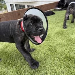 Cane Corso Puppies from Legacy Bloodline