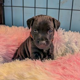 Patterdale Terrier Puppies from Moormont Kennels