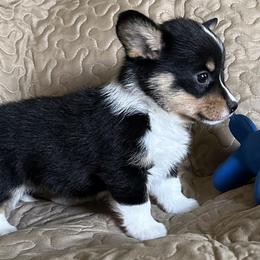 Fargo - Pembroke Welsh Corgi puppy in Lima, New York from Hickory Springs Corgis