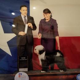 Ella- Grand Champion - Tibetan Terrier