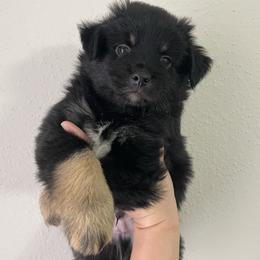 Henry - Black tri male Miniature Australian Shepherd puppy in Brenham, Texas from Stone N Rose Kennels