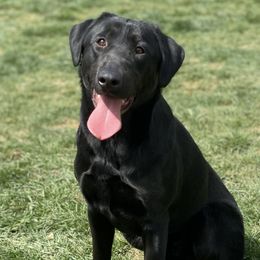 Knight - Labrador Retriever