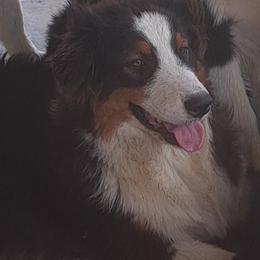 Girl2 - Black tri-color female Australian Shepherd puppy in Elk Creek, Missouri from Hearts on Fire Australian Shepherds