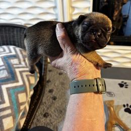 Eclair - Fawn female French Bulldog puppy in Neenah, Wisconsin from Mimosa Acres French Bulldogs LLC