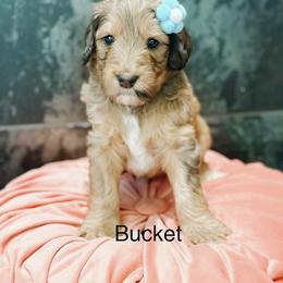 Bucket - Sable female Bernedoodle puppy in Pasco, Washington from Camp Doodle Woods