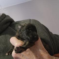 Lillian - Mahogany and black female Belgian Tervuren puppy in Pierceton, Tennessee from Gallery's Belgian Tervurens