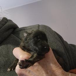 Lillian - Mahogany and black female Belgian Tervuren puppy in Pierceton, Tennessee from Gallery's Belgian Tervurens