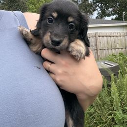 Black and Cream Girl - Black and cream female Dachshund puppy in Lakeland, Florida from Hetu's Dachshunds