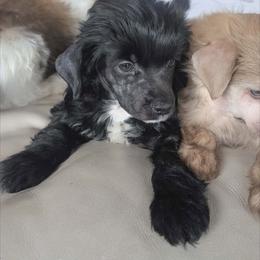 DaoDog Piter The Great - Black and white male Chinese Crested puppy in Highland Park, Michigan from Family Kennel Dao Dog