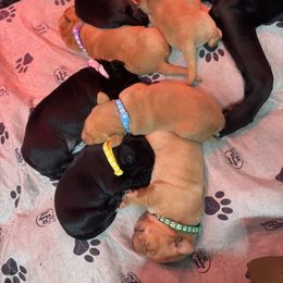 Butterscotch-yellow female - Yellow female Labrador Retriever puppy in Gig Harbor, Washington from Mayfield Farm