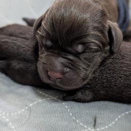 Male puppy - Chocolate male Labrador Retriever puppy in Millville, New Jersey from Puzzles Labradors