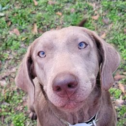 Dilute Retrievers and Labrador Retrievers from TLS Retrievers