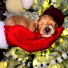 Willow - Red female Dachshund puppy in Conway, Missouri from Ozark Mountain Kennel
