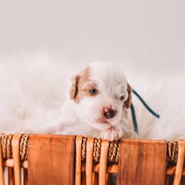 Blue Boy - White male Cavapoo puppy in Mckinney, Texas from Doodles of North Tx