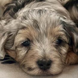 Maltipoo puppies from Susan's Poodles Plus