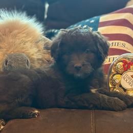 Reese - Brown and white female Aussiedoodle puppy in Sheridan, Arkansas from Runnin’ Wild Ranch Aussies