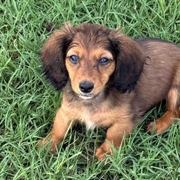 Shiner - Sable male Dachshund puppy in Fort Worth, Texas from Louis' Litters
