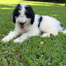 Banshee - Black and white male Bernedoodle puppy in Williamston, South Carolina from Sassy Bob’s Dogs