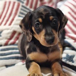 Dachshund Puppies from Watsons Dachshunds