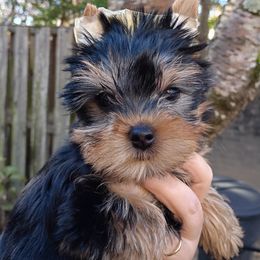 Lisa - Blue and gold female Yorkshire Terrier puppy in Potomac, Maryland from Fabiana's Yorkshire Terriers