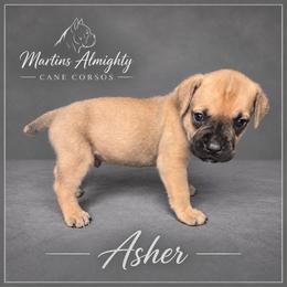 Asher - Fawn male Cane Corso puppy in Elkhart, Indiana from Martins Almighty Cane Corsos