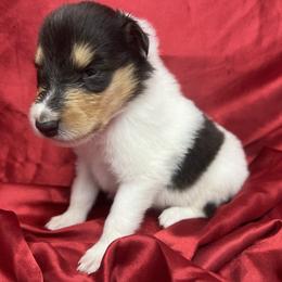 Aspen - White male Collie puppy in Groveland, Florida from Palmhaven Collies