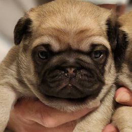 Girl 2 - Fawn female Pug puppy in New Braunfels, Texas from Kex Pug Haus