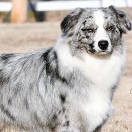 Deadpool - Australian Shepherd