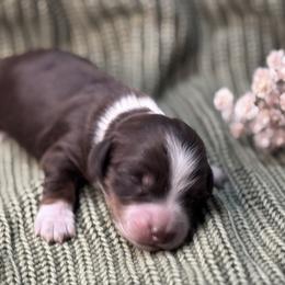 Auntie Em AKC - Chocolate and tan female Dachshund puppy in Osage, Oklahoma from Vandruff Creek Mini Dachshunds